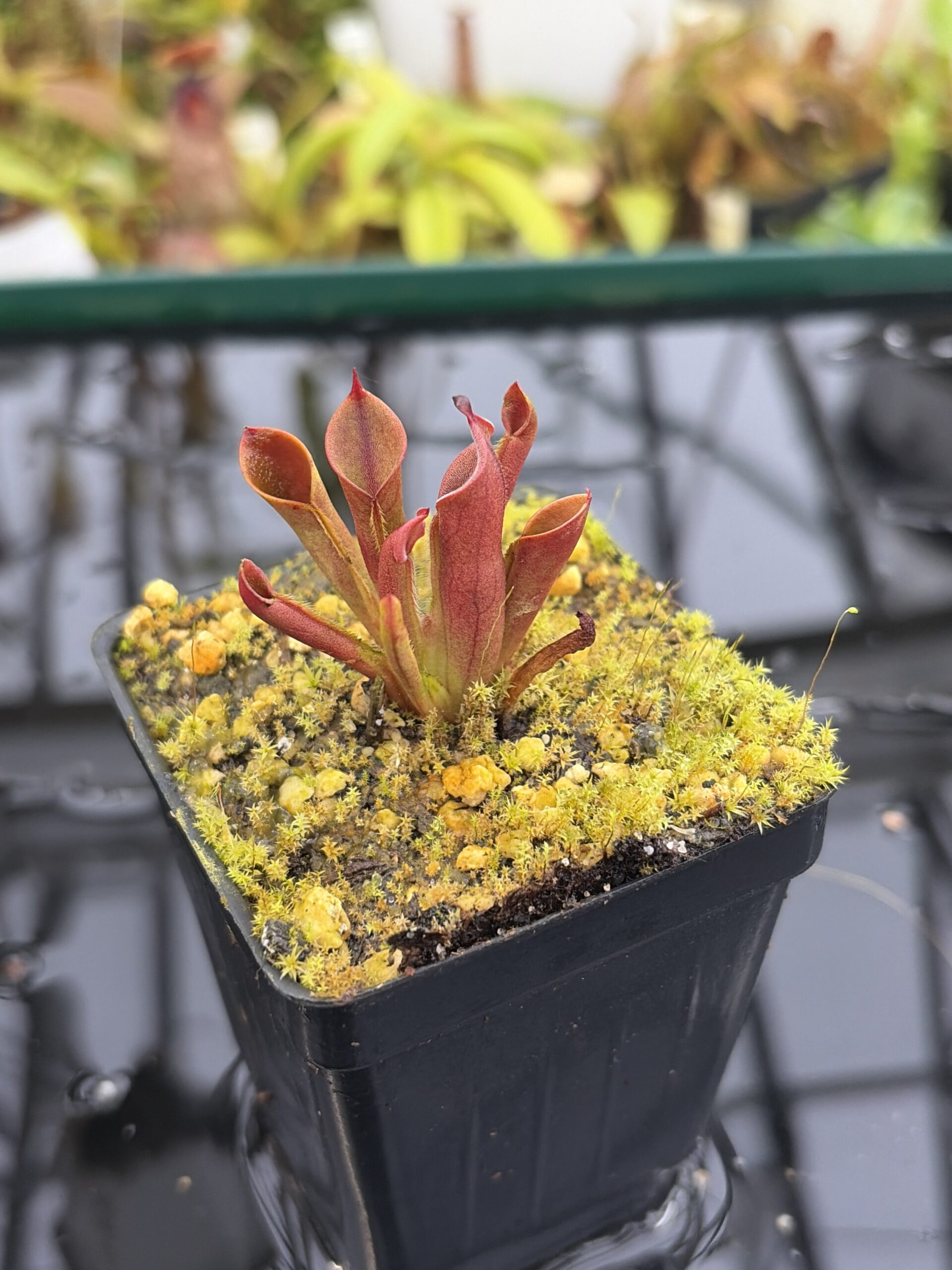 Close Up of Heliamphora minor | Borneo Exotics | BE-3250 | H27147