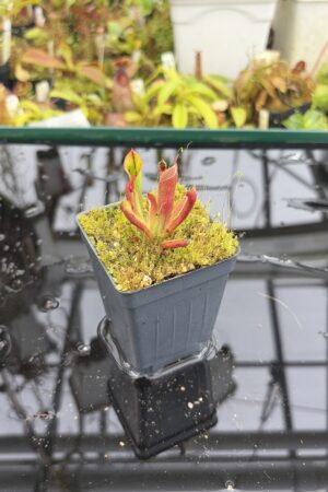 Close Up of Heliamphora minor | Borneo Exotics | BE-3250 | H27150