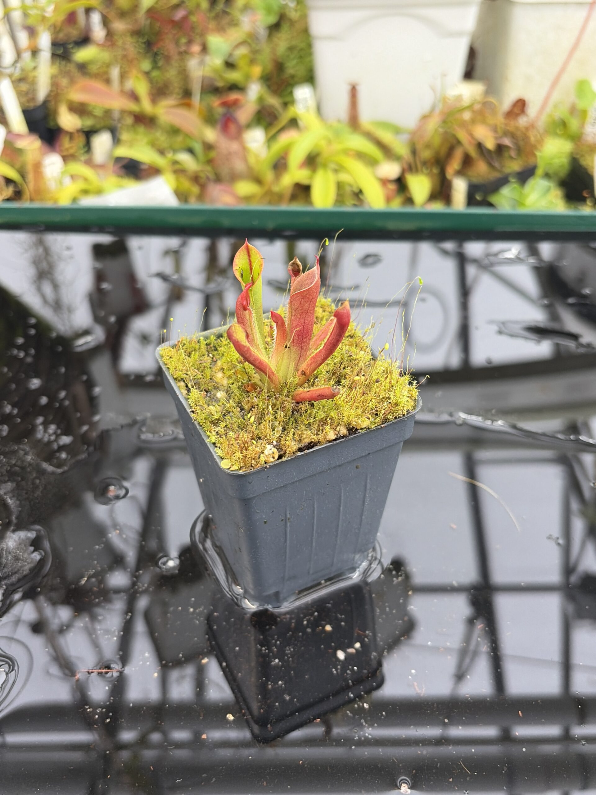 Close Up of Heliamphora minor | Borneo Exotics | BE-3250 | H27150