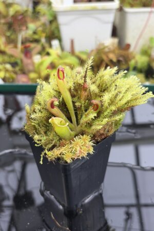 Close Up of Heliamphora neblinae (Avispa Venezuela) | Andreas Wistuba | AW-01 | H27155