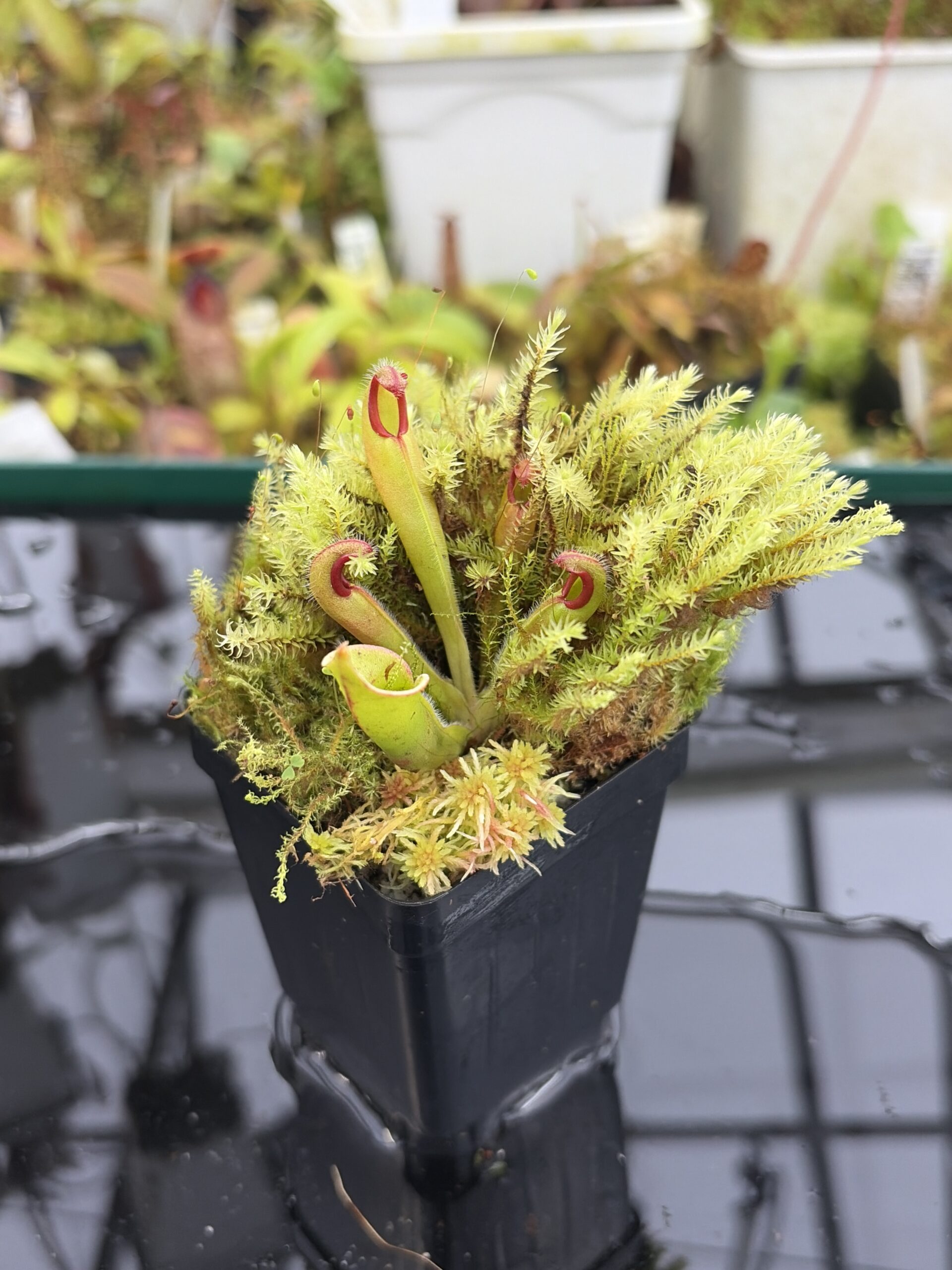 Close Up of Heliamphora neblinae (Avispa Venezuela) | Andreas Wistuba | AW-01 | H27155