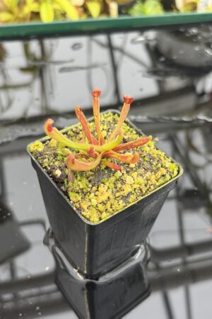 Close Up of Heliamphora nutans | Borneo Exotics | BE-3251 | H27148
