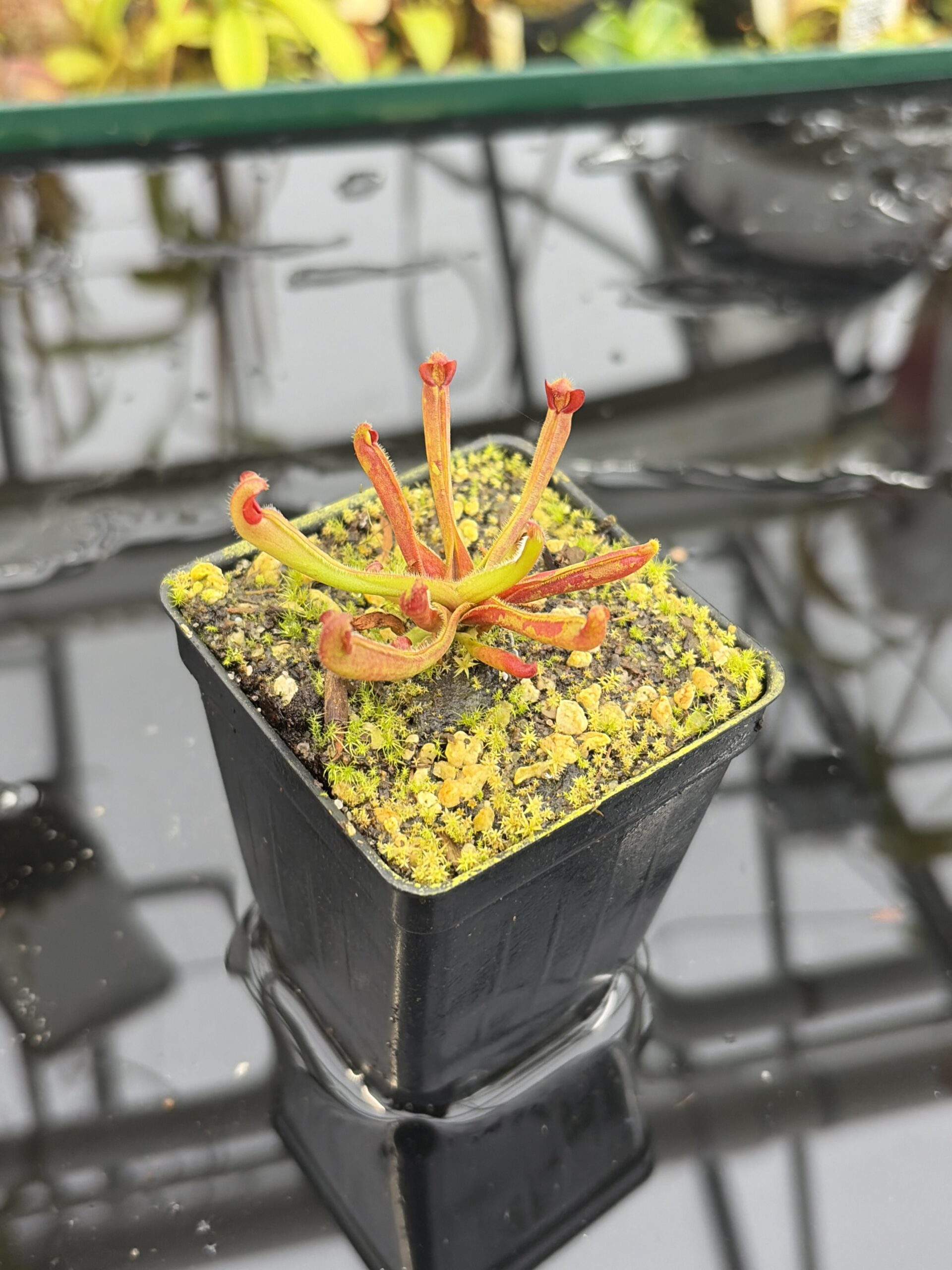 Close Up of Heliamphora nutans | Borneo Exotics | BE-3251 | H27148