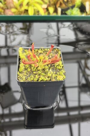 Close Up of Heliamphora nutans | Borneo Exotics | BE-3251 | H27151