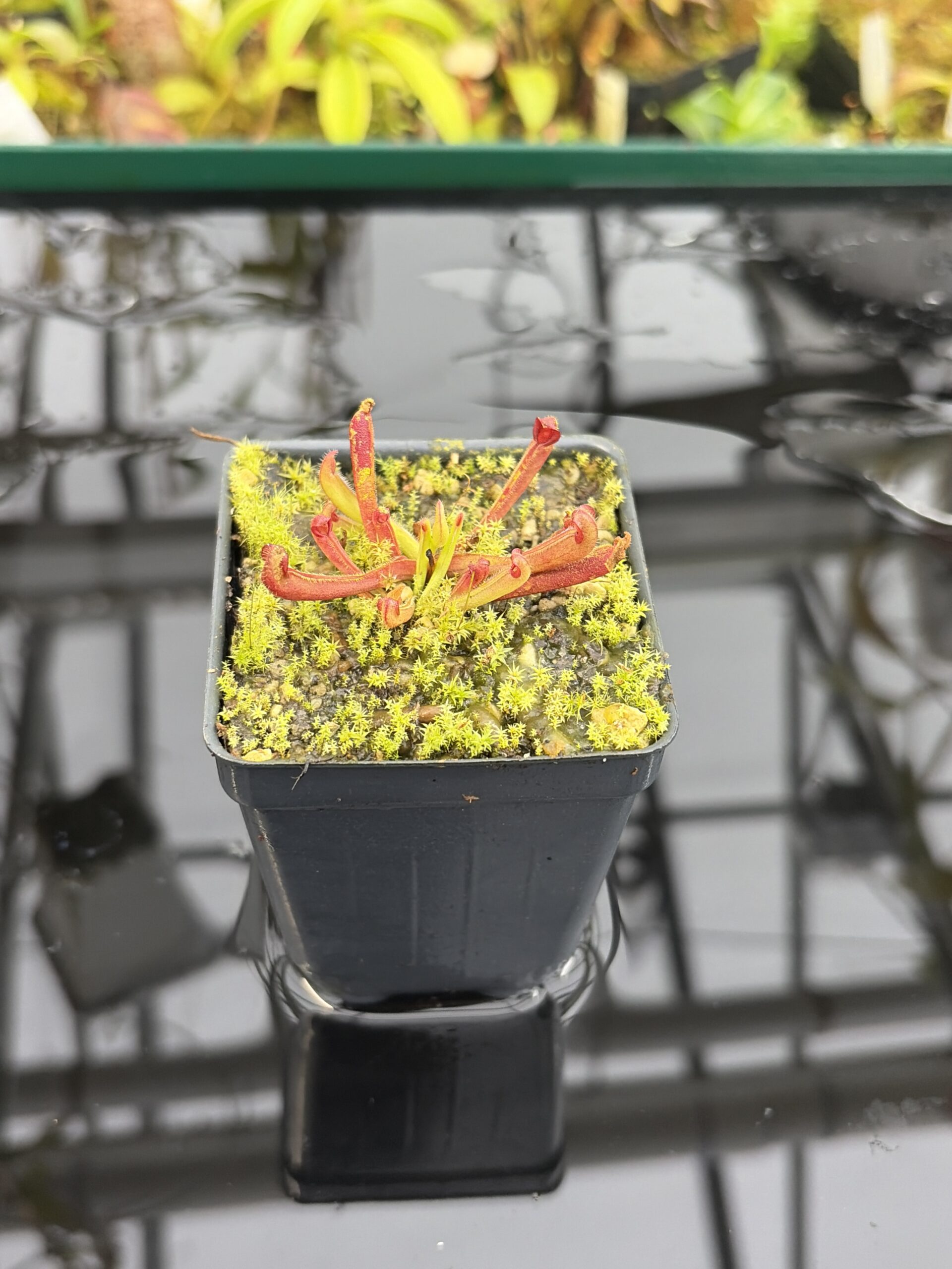 Close Up of Heliamphora nutans | Borneo Exotics | BE-3251 | H27151