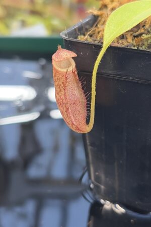 Close Up of Nepenthes Rokko EP x villosa | JH | Florae | Jeremiah Harris | JH-536 | IN27285
