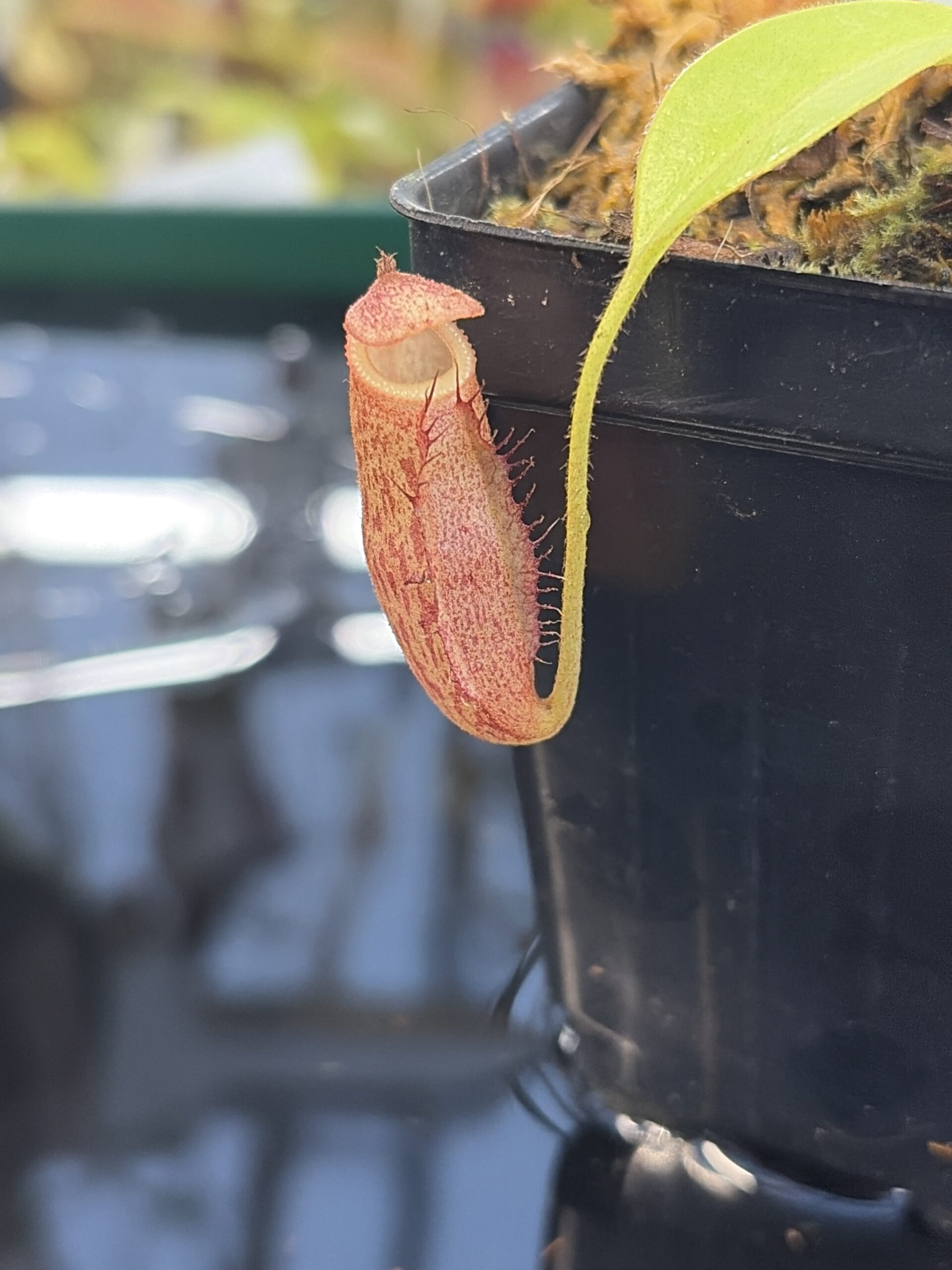 Close Up of Nepenthes Rokko EP x villosa | JH | Florae | Jeremiah Harris | JH-536 | IN27285
