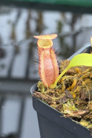Close Up of Nepenthes Rokko EP x villosa | JH | Florae | Jeremiah Harris | JH-536 | IN27345