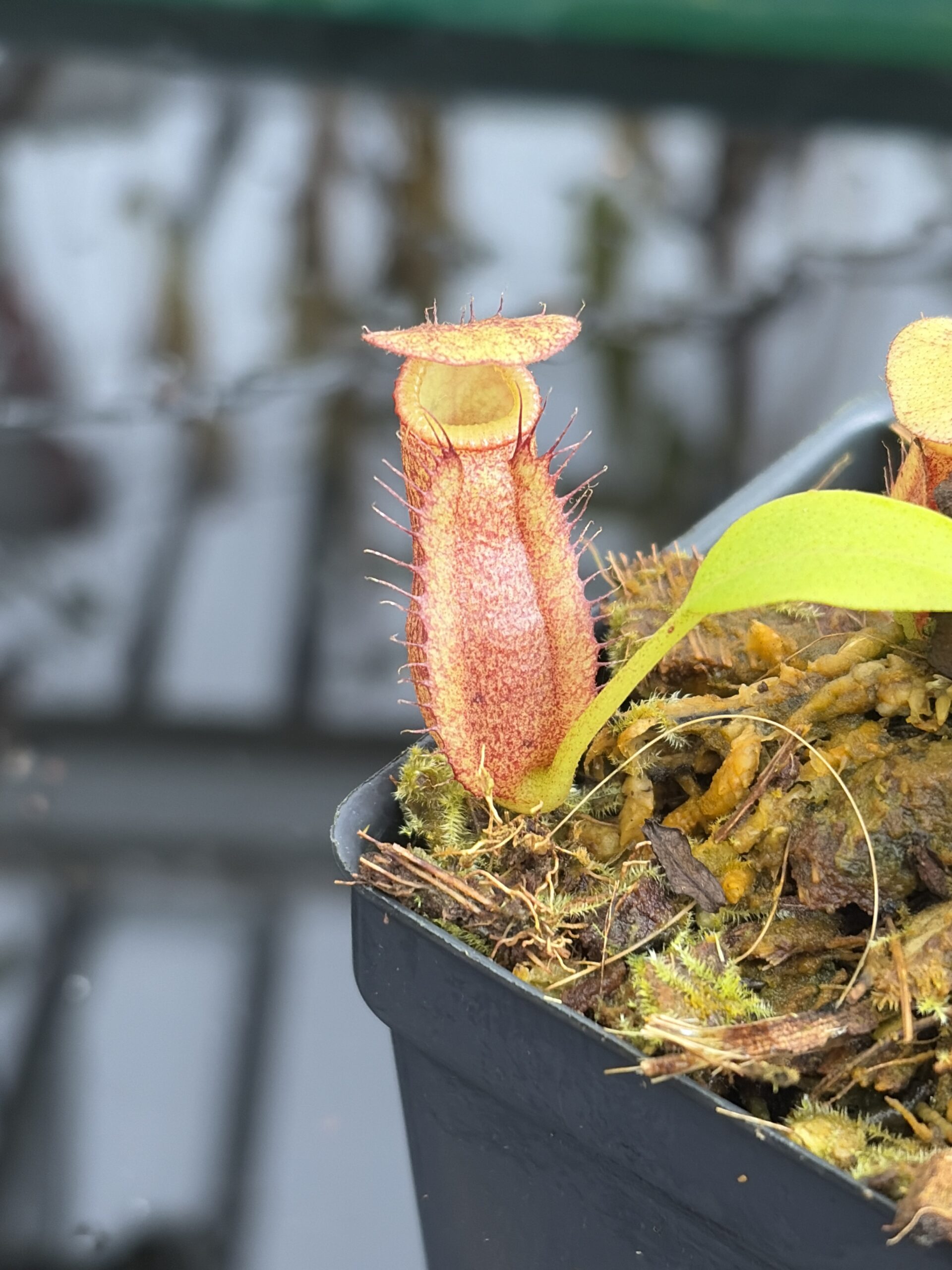 Close Up of Nepenthes Rokko EP x villosa | JH | Florae | Jeremiah Harris | JH-536 | IN27345