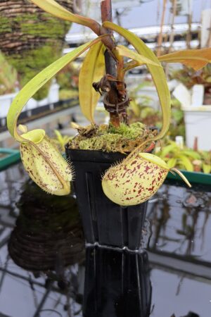 Close Up of Nepenthes ampullaria | Borneo Exotics | BE-3007 | L27209