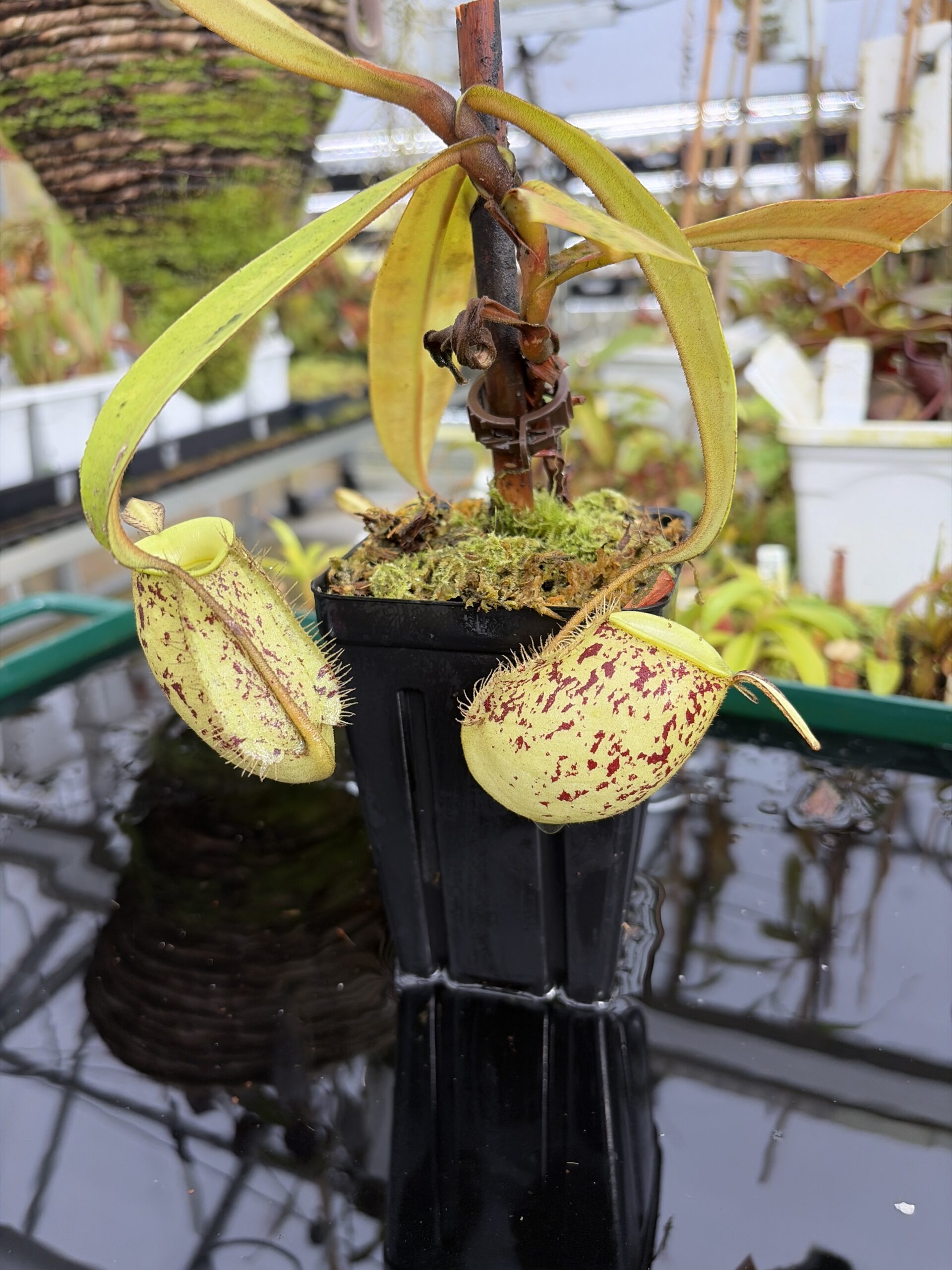 Close Up of Nepenthes ampullaria | Borneo Exotics | BE-3007 | L27209