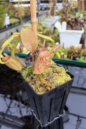 Close Up of Nepenthes ampullaria | Borneo Exotics | BE-3304 | L27210