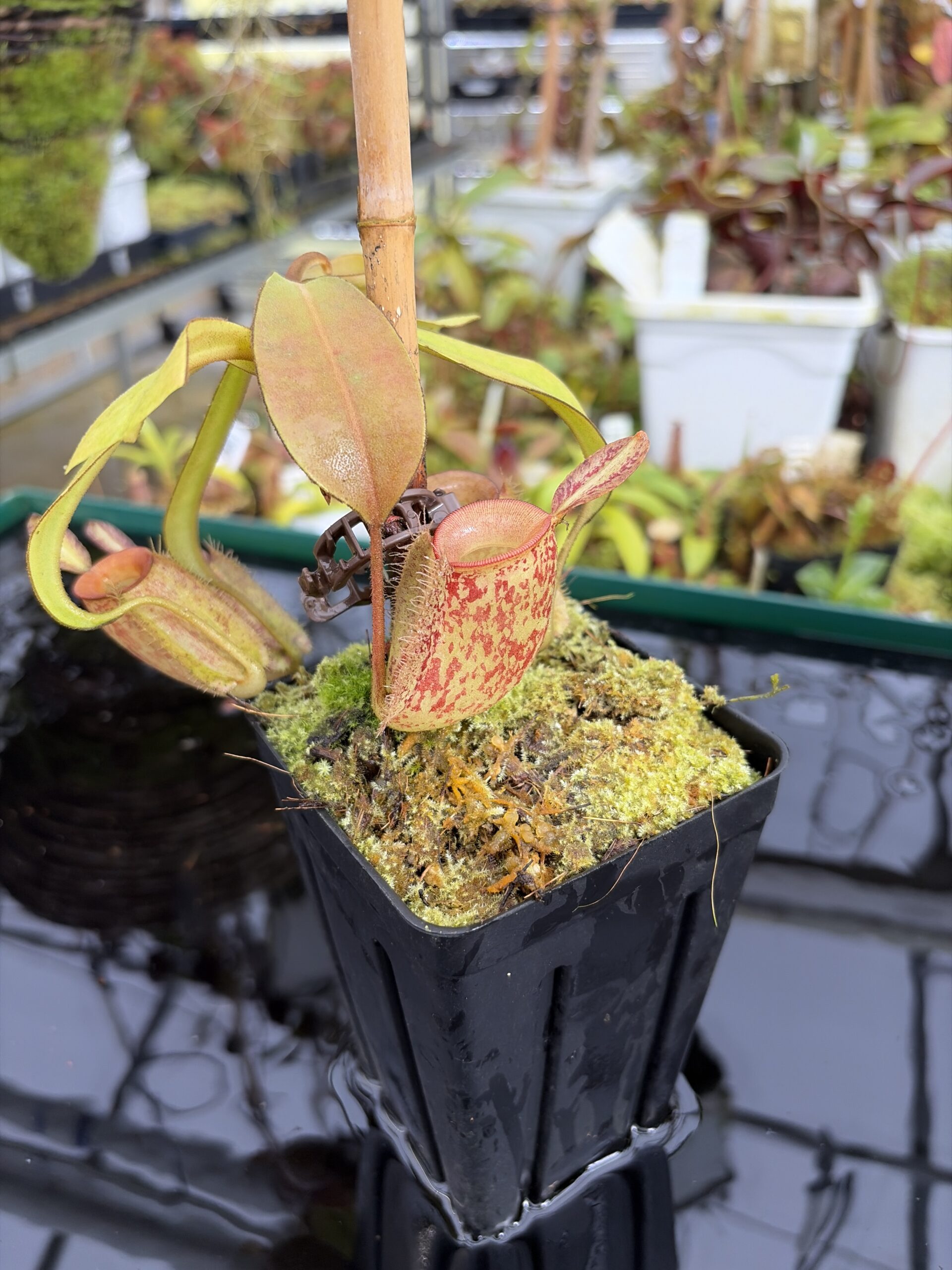 Close Up of Nepenthes ampullaria | Borneo Exotics | BE-3304 | L27210