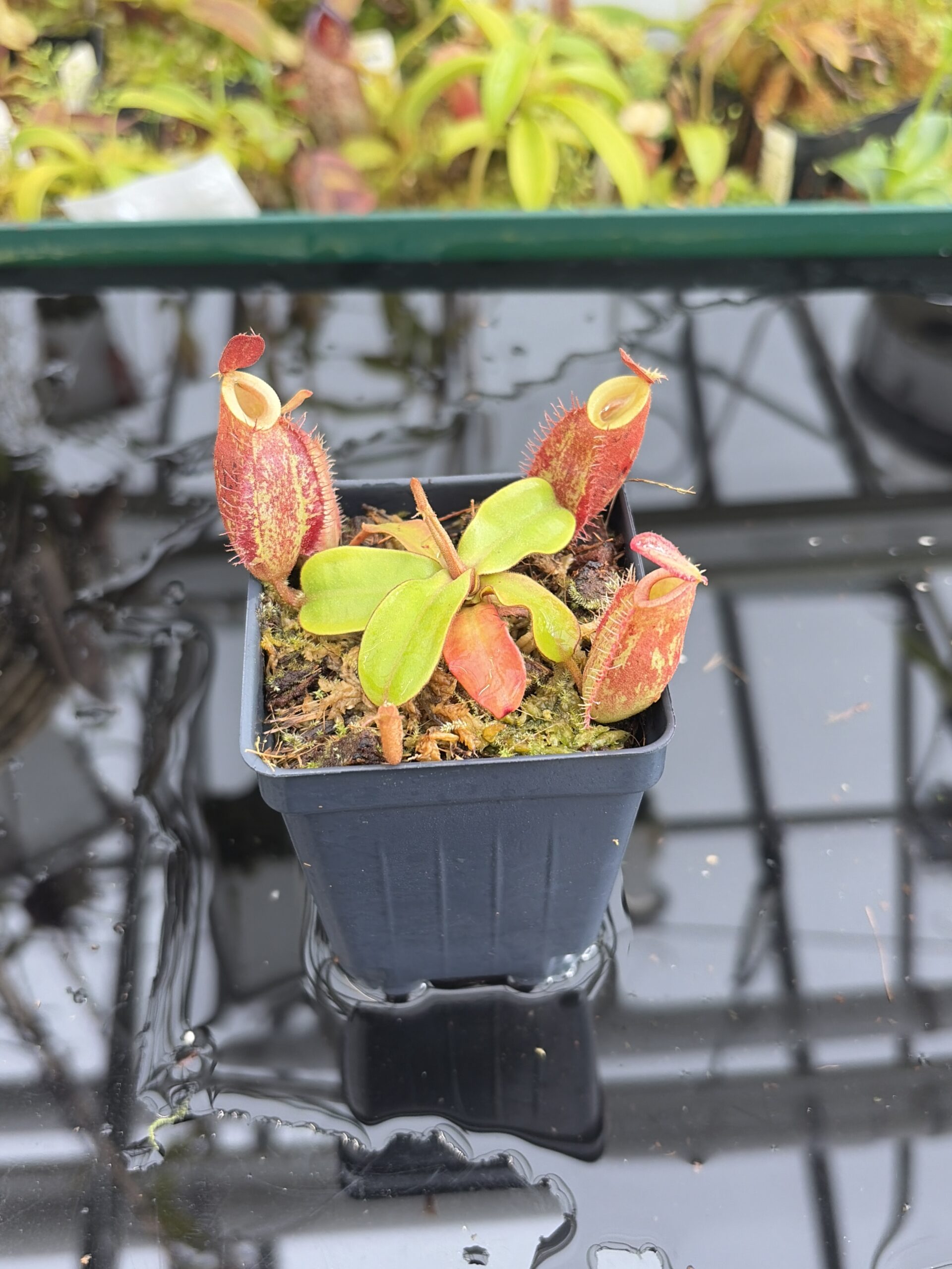Close Up of Nepenthes ampullaria | Borneo Exotics | BE-3390 | H27346
