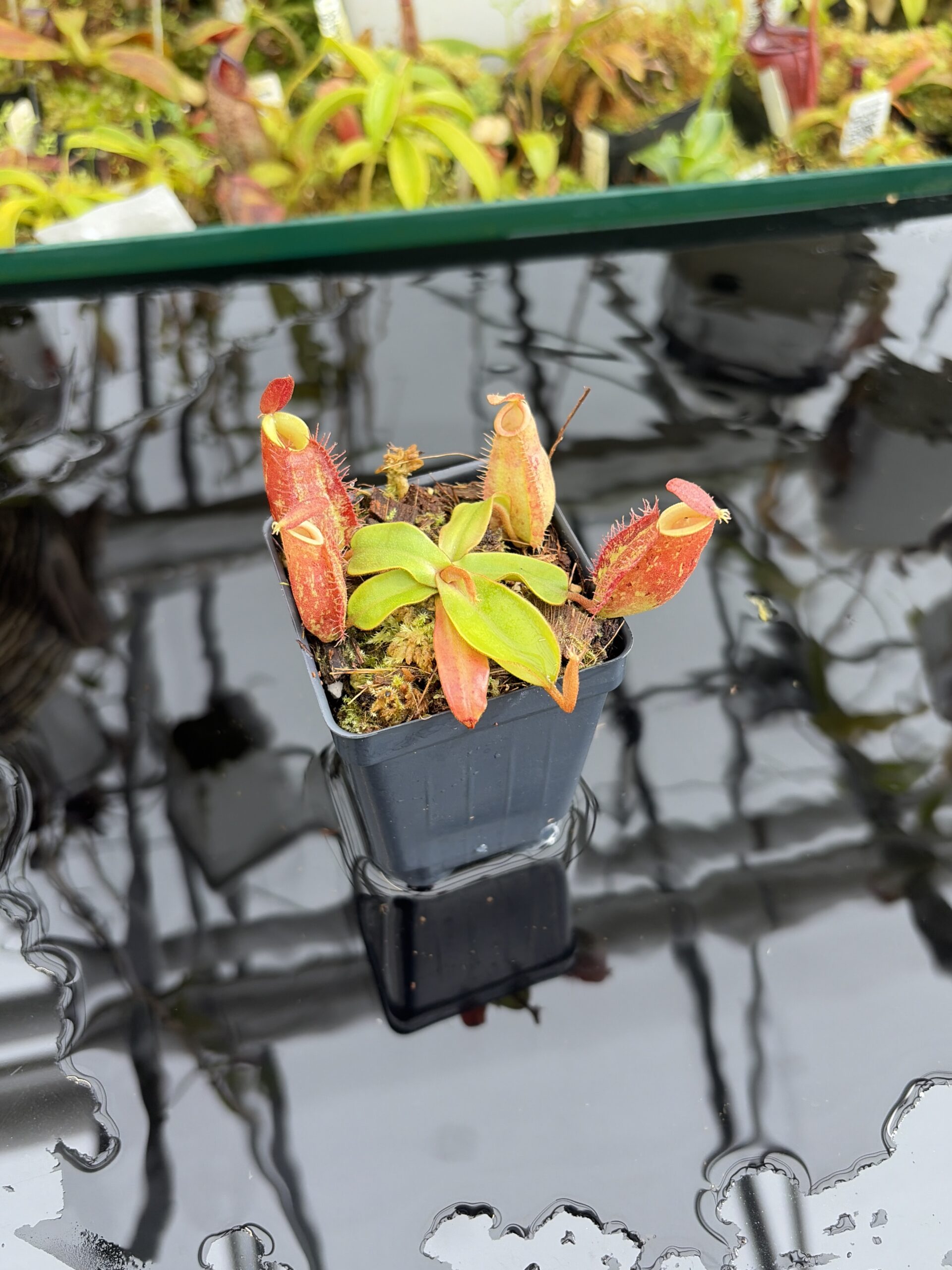 Close Up of Nepenthes ampullaria | Borneo Exotics | BE-3390 | H27351