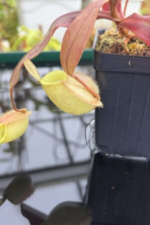 Close Up of Nepenthes ampullaria | Borneo Exotics | BE-3450 | L27101