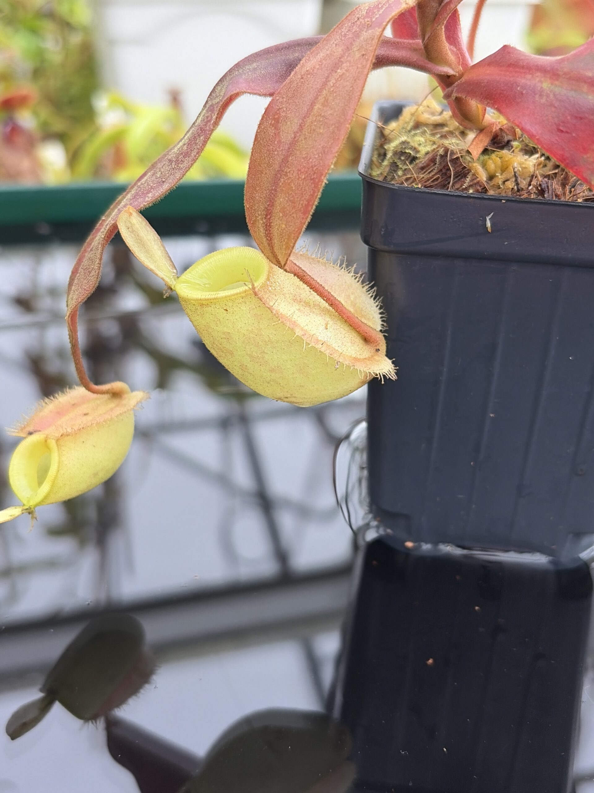 Close Up of Nepenthes ampullaria | Borneo Exotics | BE-3450 | L27101