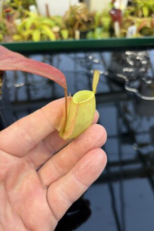 Close Up of Nepenthes ampullaria | Borneo Exotics | BE-3450 | L27265
