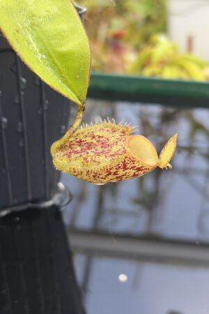 Close Up of Nepenthes ampullaria, speckled, tricolor (Tayeve, Irian Jaya) | Andreas Wistuba | | L27223