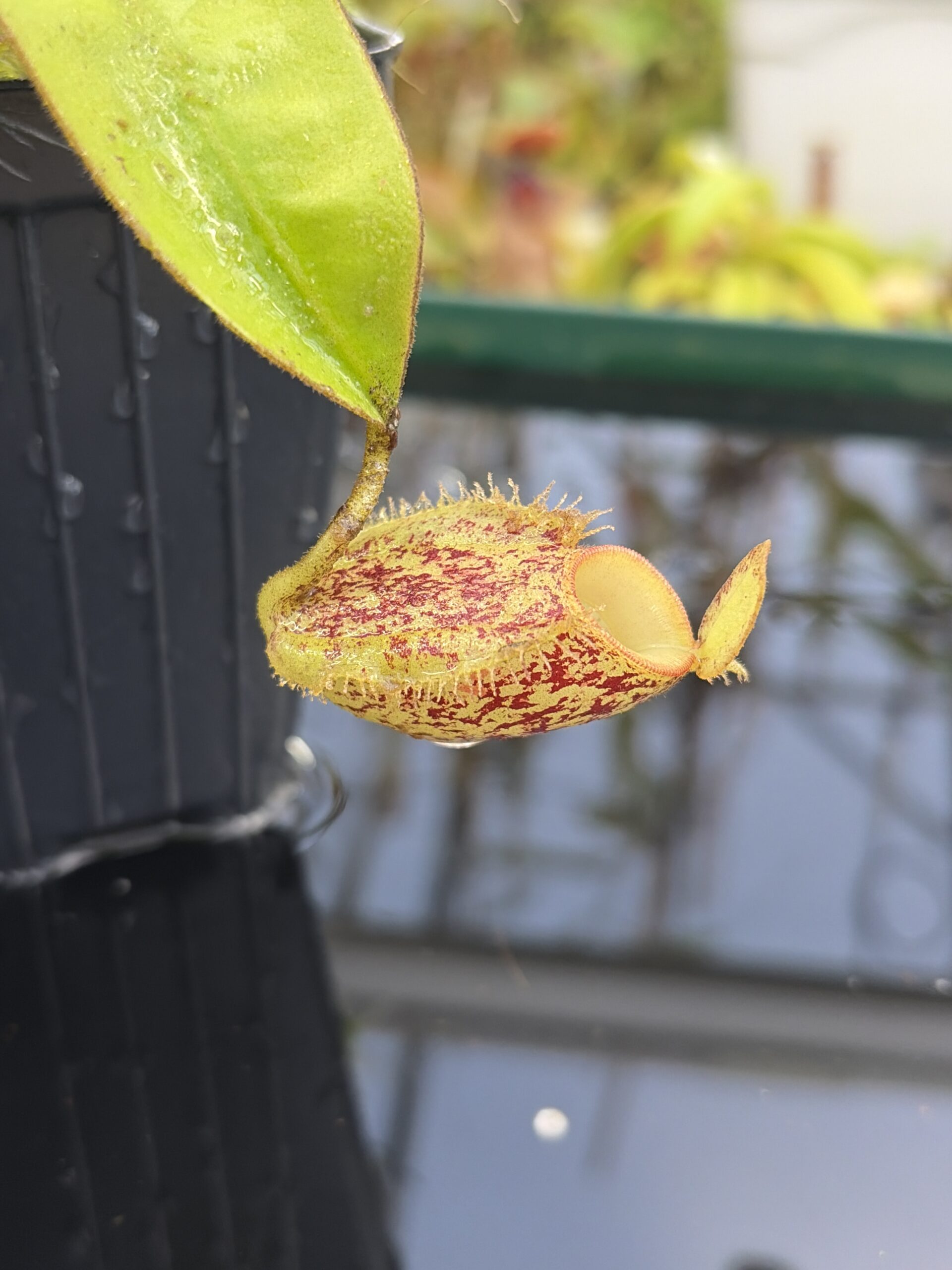 Close Up of Nepenthes ampullaria, speckled, tricolor (Tayeve, Irian Jaya) | Andreas Wistuba | | L27223