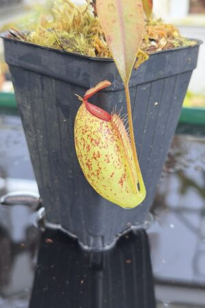 Close Up of Nepenthes ampullaria x aristolochioides | Borneo Exotics | BE-3658 | IN27217