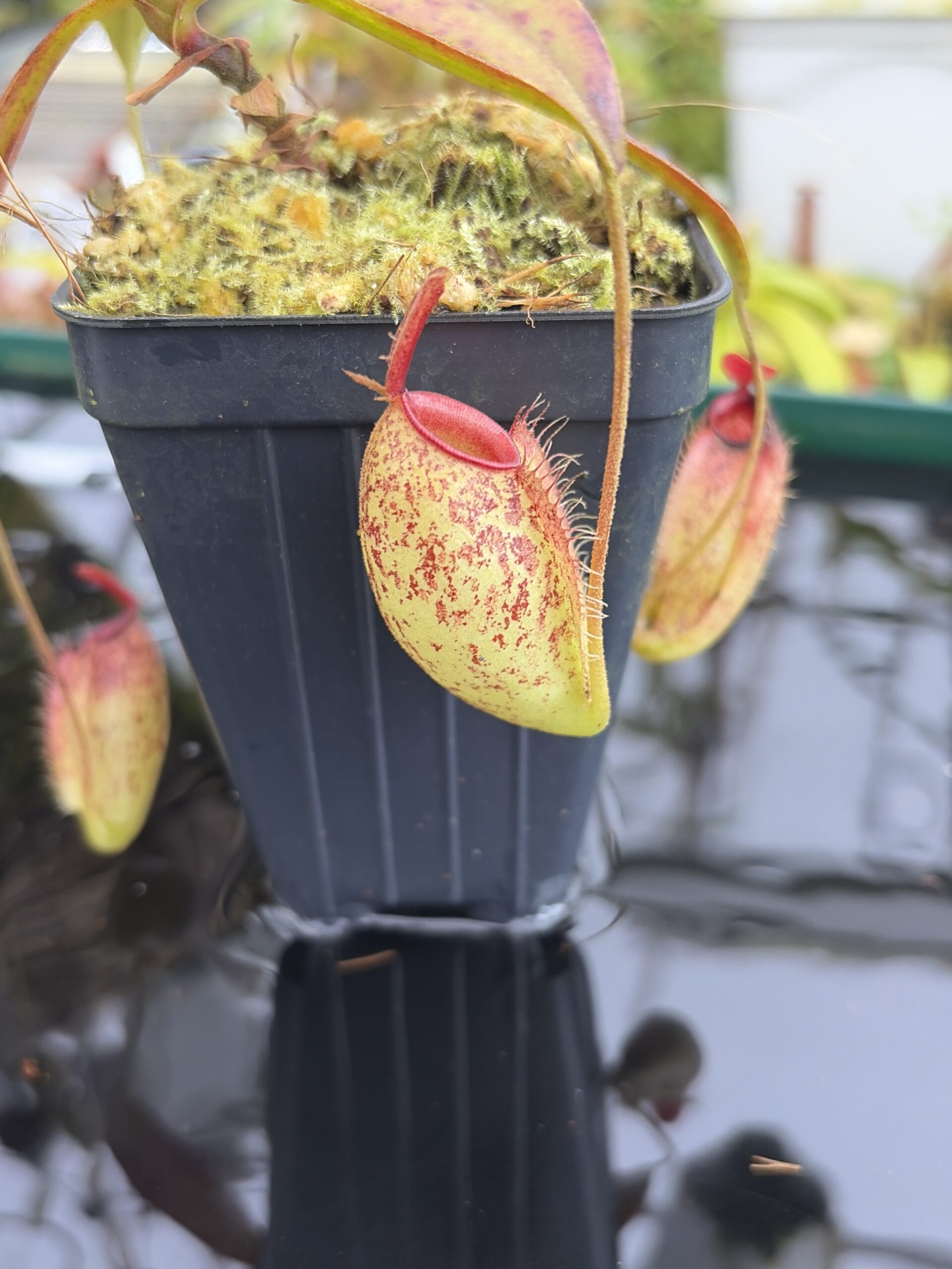 Close Up of Nepenthes ampullaria x aristolochioides | Borneo Exotics | BE-3658 | IN27338