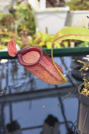 Close Up of Nepenthes ampullaria x campanulata | Borneo Exotics | BE-3840 | L27264