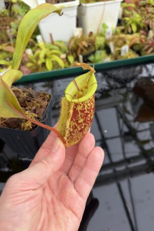 Close Up of Nepenthes ampullaria x (veitchii x lowii) | Borneo Exotics | BE-4027 | IN27211