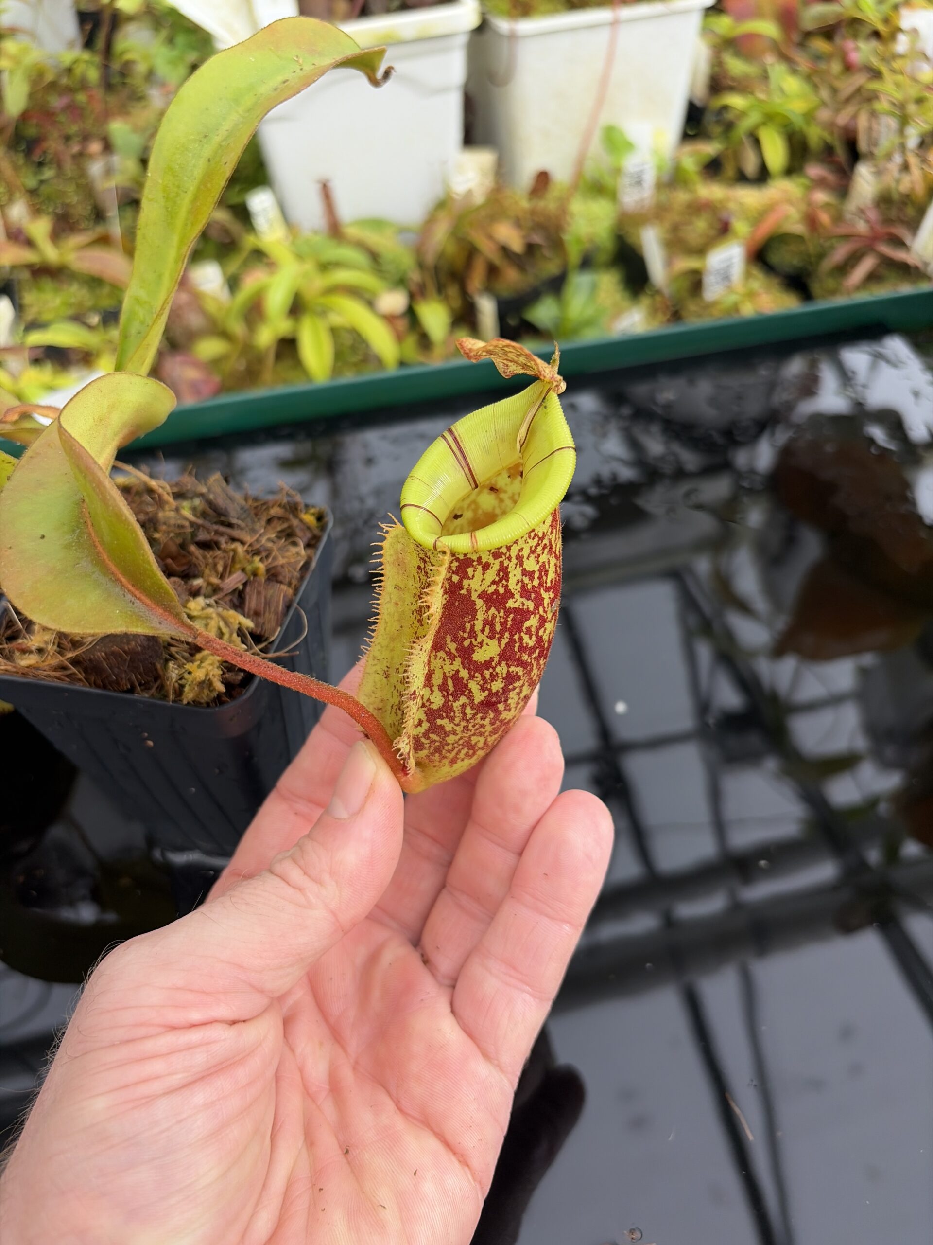 Close Up of Nepenthes ampullaria x (veitchii x lowii) | Borneo Exotics | BE-4027 | IN27211