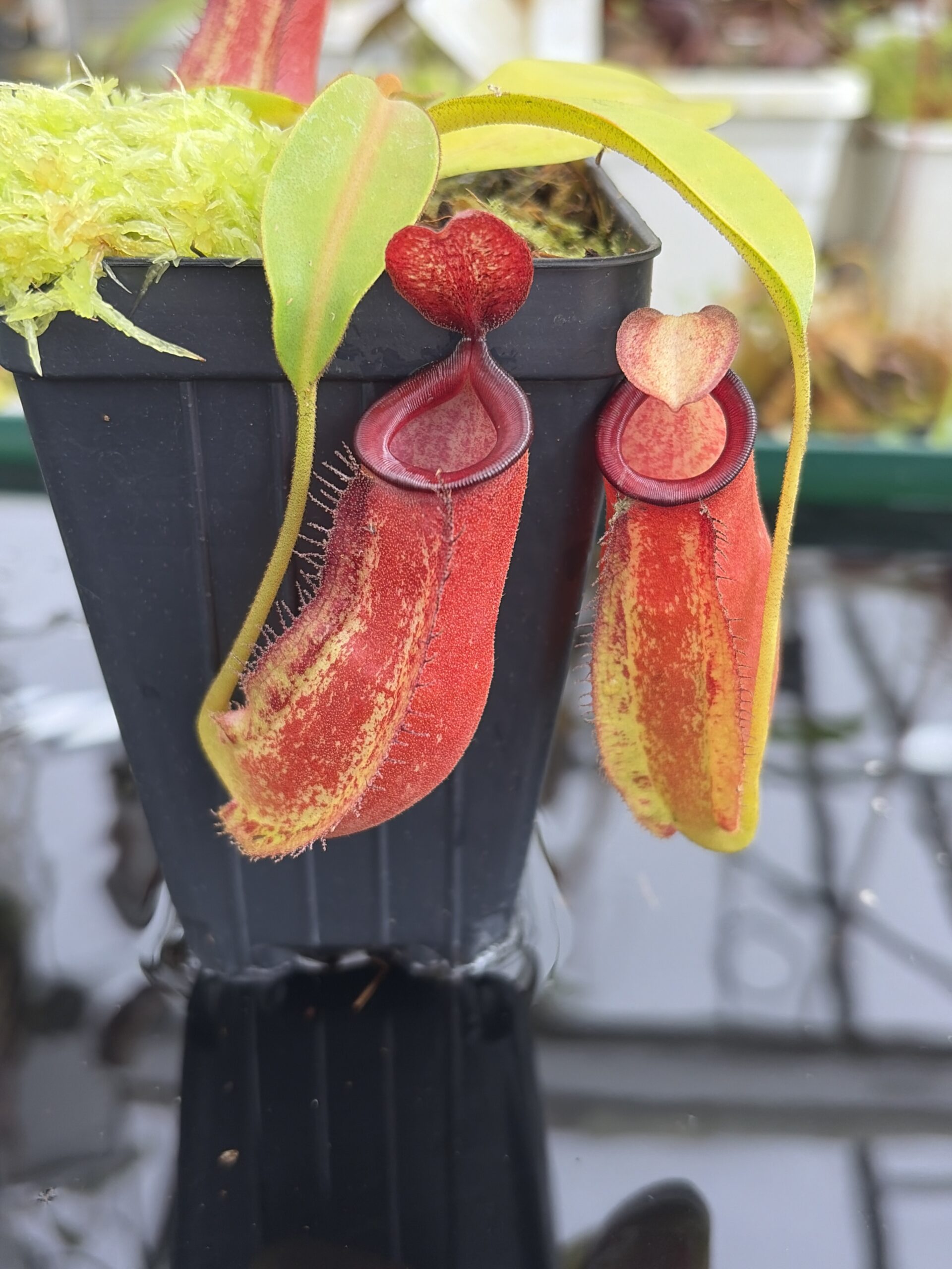 Close Up of Nepenthes ampullaria x zakriana | Borneo Exotics | BE-3941 | IN27341