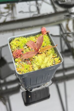 Close Up of Nepenthes argentii (Mt Guiting-Guiting, Sibuyan) | Andreas Wistuba | AW-11 | H27142
