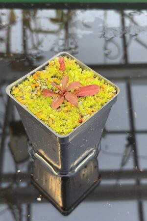 Close Up of Nepenthes argentii (Mt Guiting-Guiting Sibuyan) | Andreas Wistuba | AW-RSC | H27096