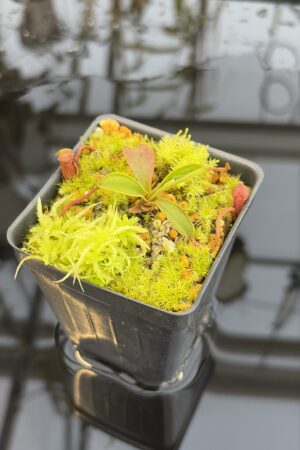 Close Up of Nepenthes argentii (Mt Guiting-Guiting, Sibuyan) | Clone 9 | Andreas Wistuba | AW-09 | H27310