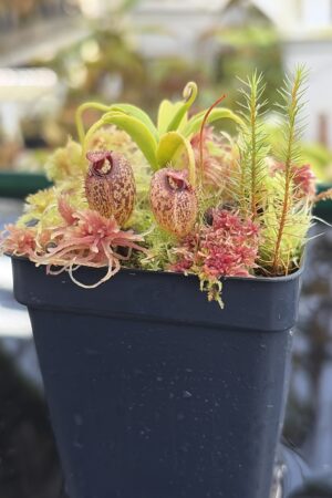 Close Up of Nepenthes aristolochioides (Sumatra) | Andreas Wistuba | AW-(ISC) | H27305