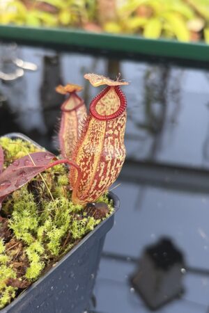 Close Up of Nepenthes (aristolochioides x spectabilis) x hamata | Borneo Exotics | BE-4574 | H27091
