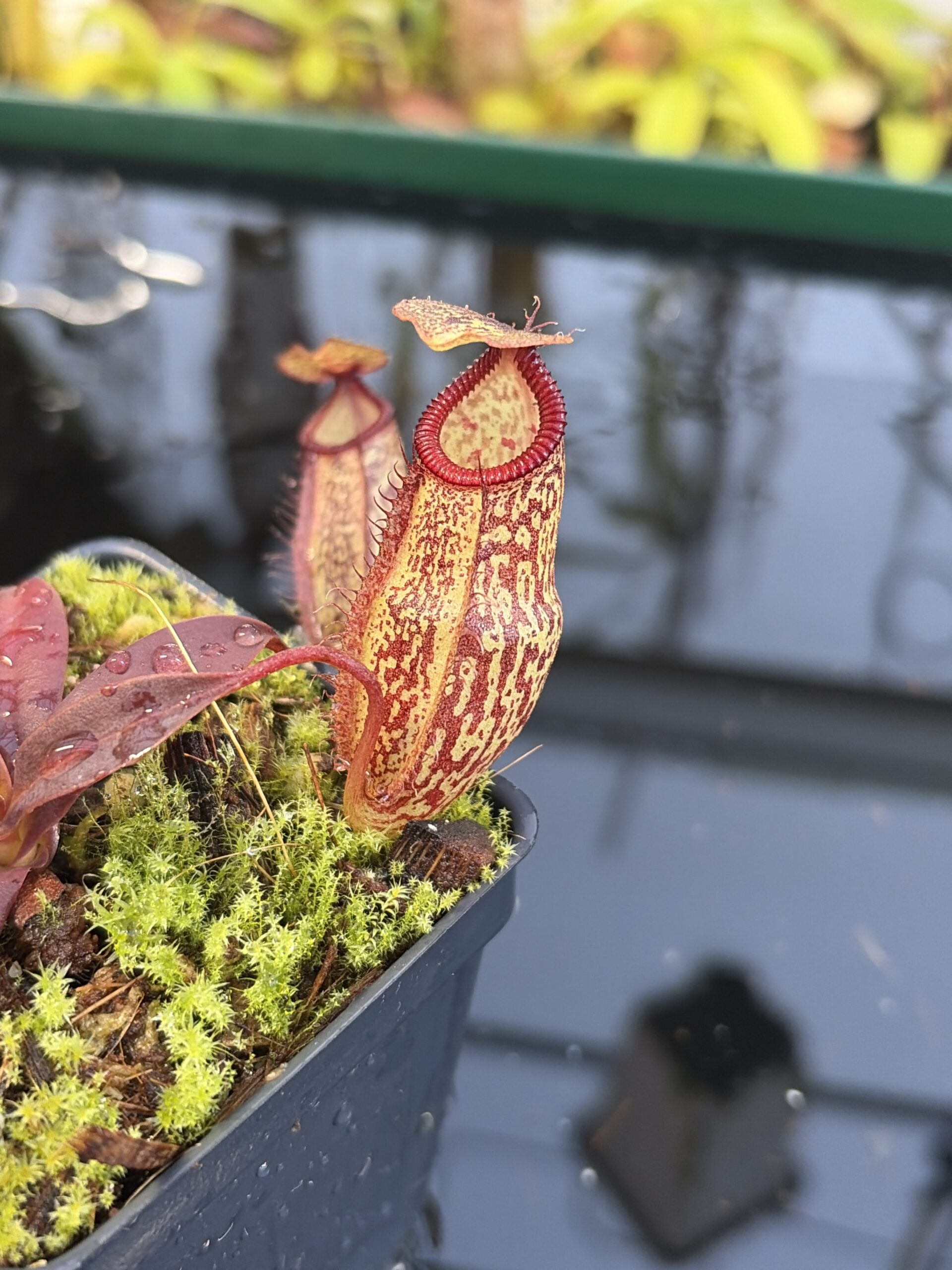 Close Up of Nepenthes (aristolochioides x spectabilis) x hamata | Borneo Exotics | BE-4574 | H27091
