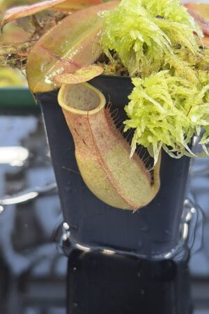 Close Up of Nepenthes benstonei (Malaysia) | Andreas Wistuba | AW-ISC | L27324