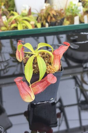 Close Up of Nepenthes bokorensis | Borneo Exotics | BE-4518 | IN27043