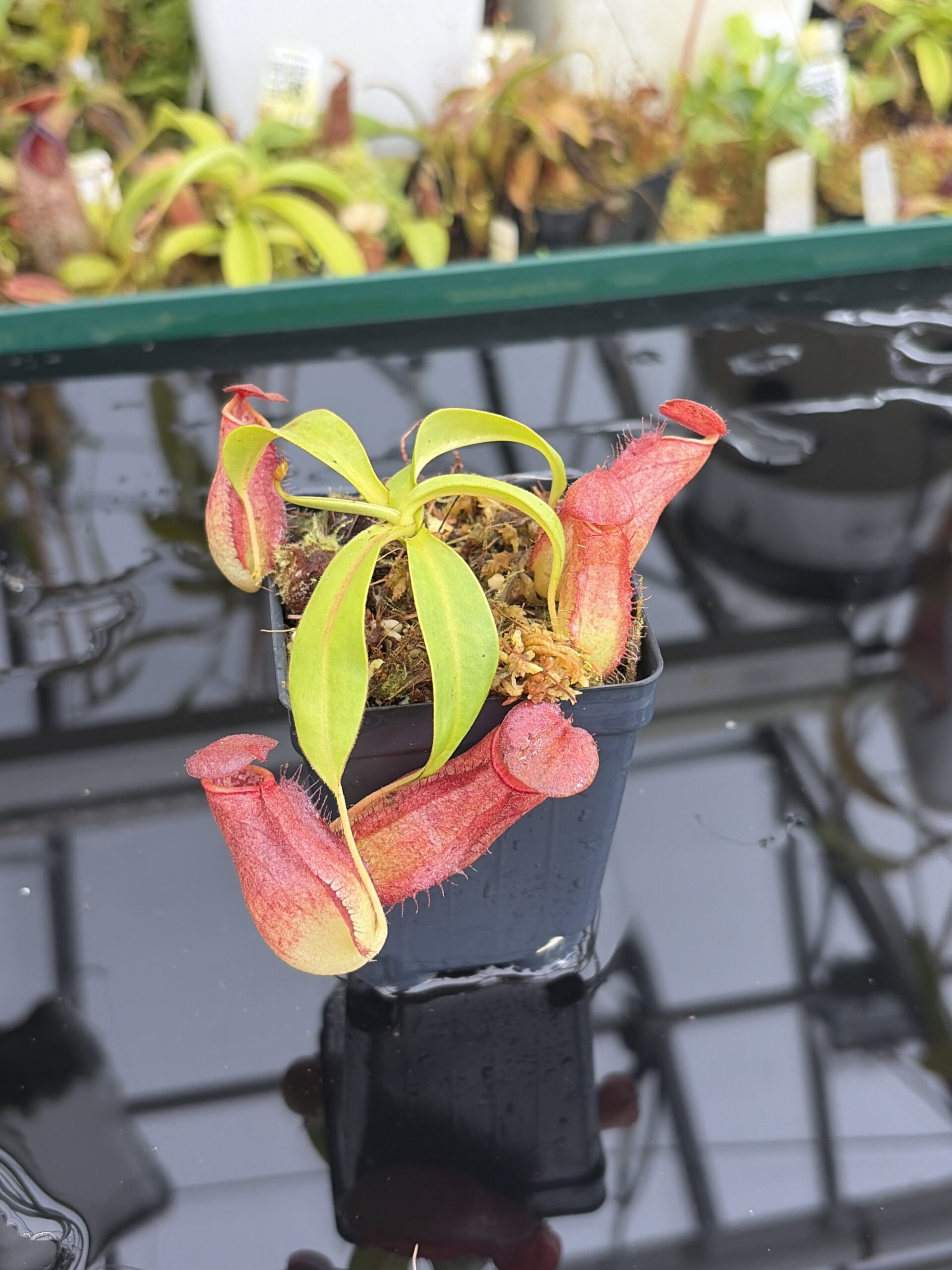 Close Up of Nepenthes bokorensis | Borneo Exotics | BE-4518 | IN27043