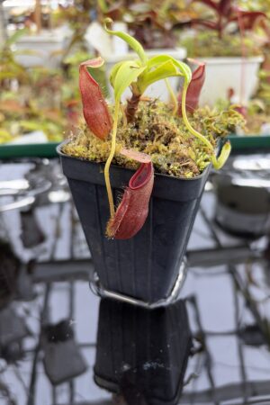 Close Up of Nepenthes bongso | Borneo Exotics | BE-3036 | H27299
