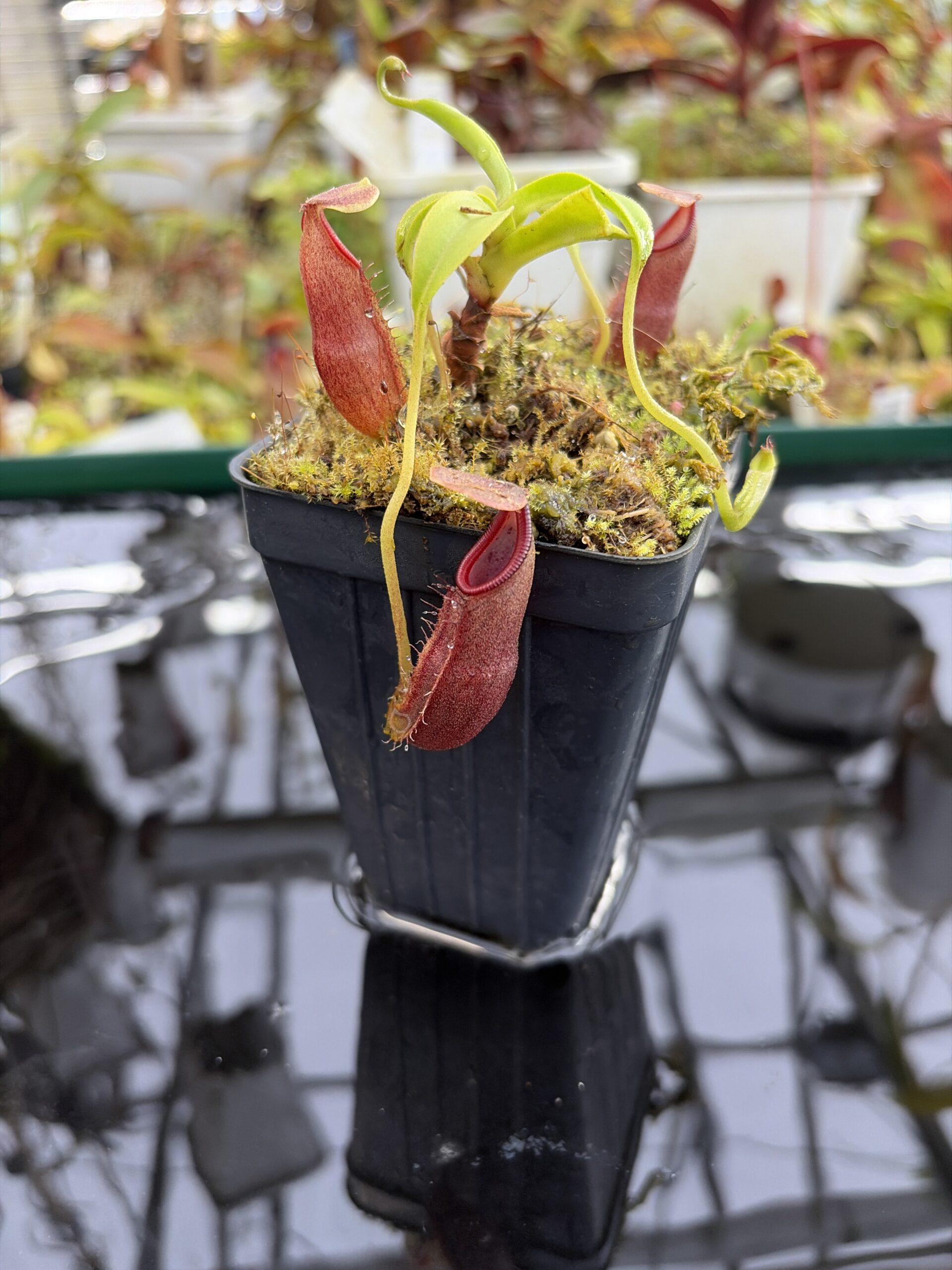 Close Up of Nepenthes bongso | Borneo Exotics | BE-3036 | H27299
