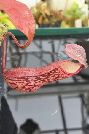 Close Up of Nepenthes boschiana | Borneo Exotics | BE-3643 | IN27038