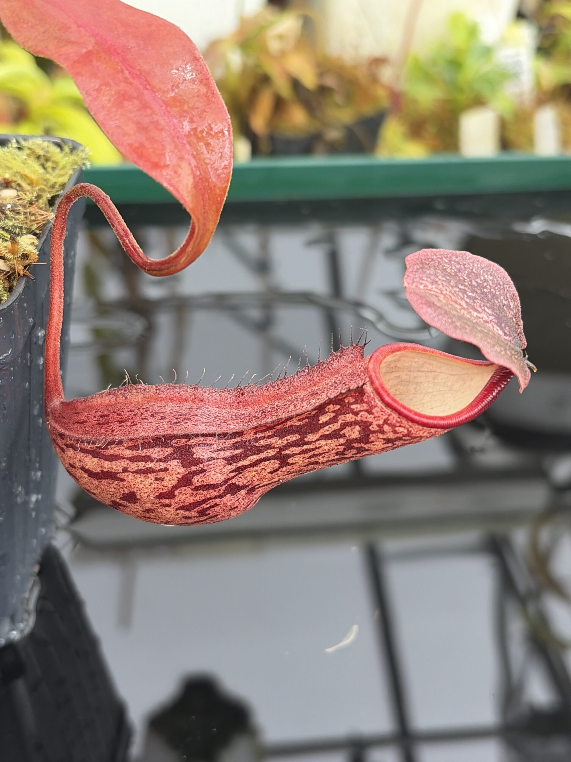 Close Up of Nepenthes boschiana | Borneo Exotics | BE-3643 | IN27038