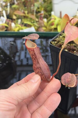 Close Up of Nepenthes boschiana | Borneo Exotics | BE-3643 | IN27224