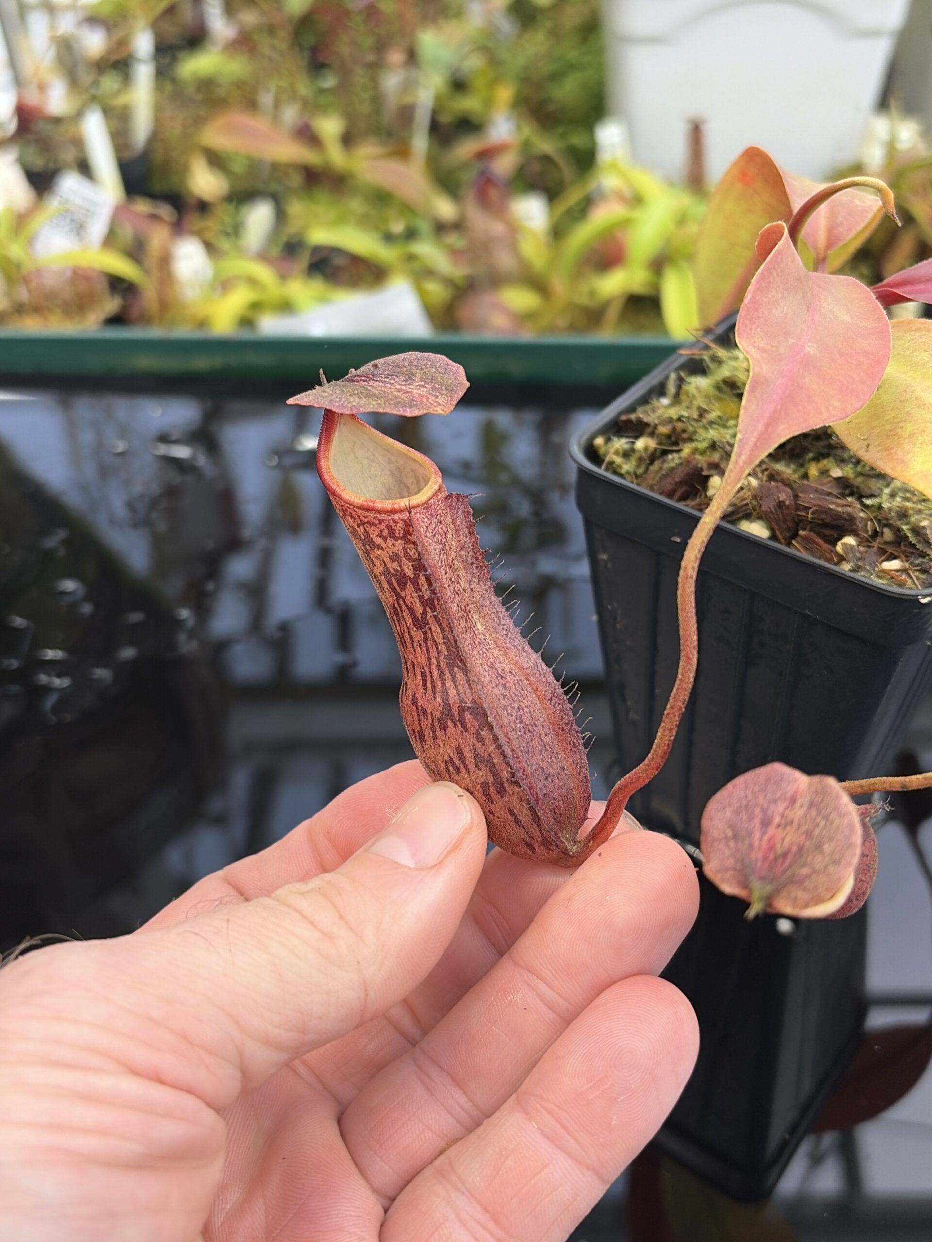 Close Up of Nepenthes boschiana | Borneo Exotics | BE-3643 | IN27224