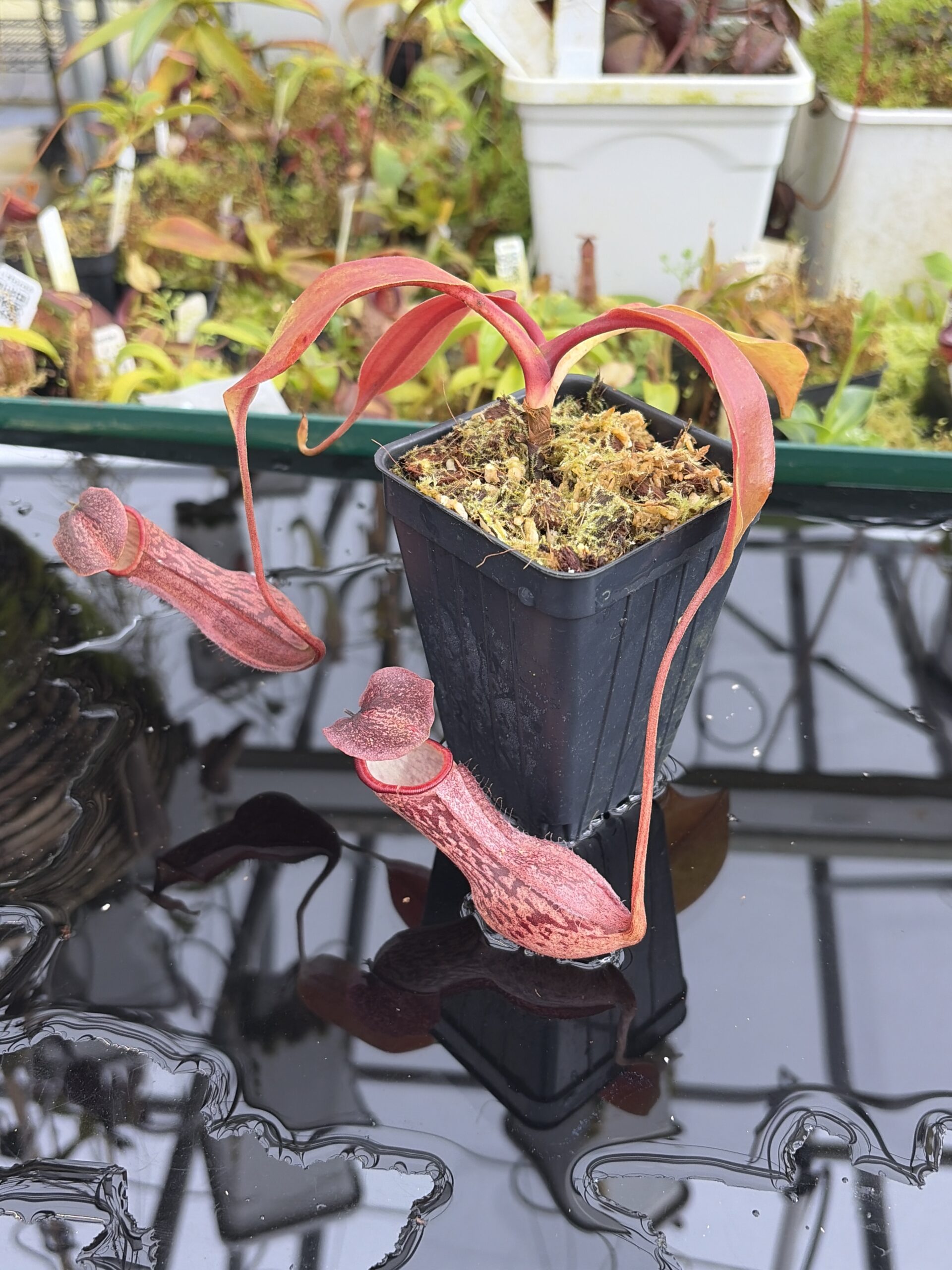 Close Up of Nepenthes boschiana | Borneo Exotics | BE-3643 | IN27340