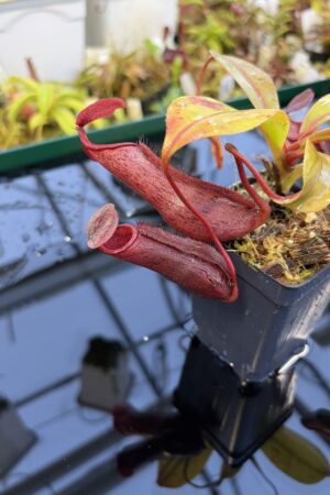 Close Up of Nepenthes boschiana x mira | Borneo Exotics | BE-3675 | IN27252