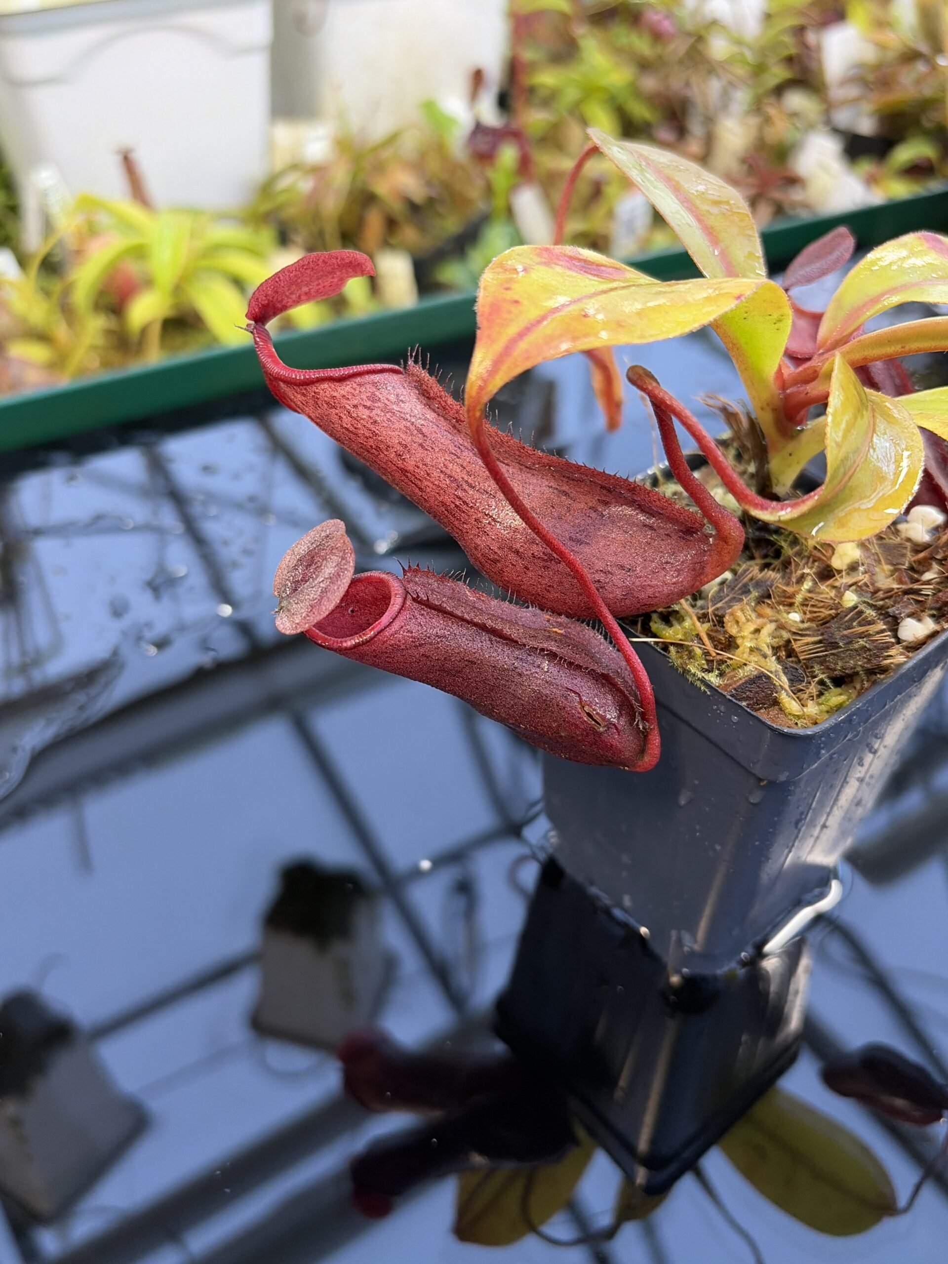 Close Up of Nepenthes boschiana x mira | Borneo Exotics | BE-3675 | IN27252