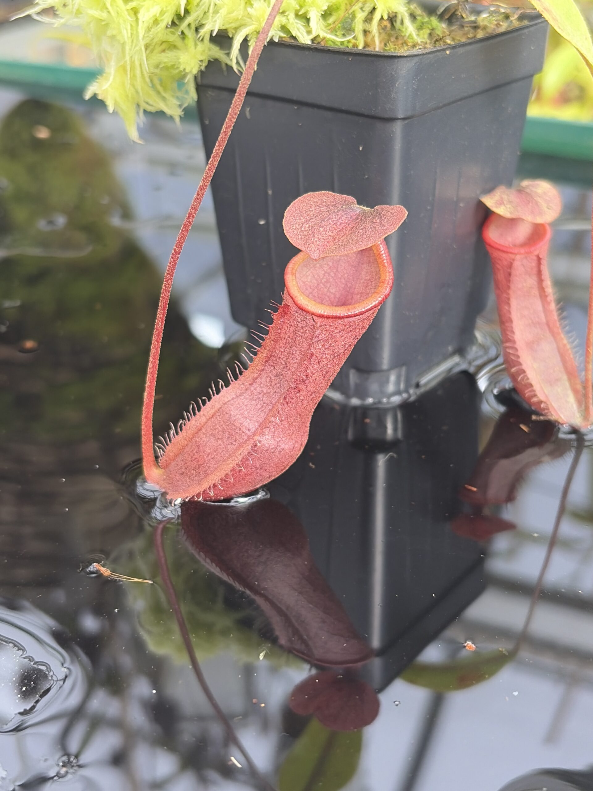 Close Up of Nepenthes boschiana x mira | Borneo Exotics | BE-3675 | IN27383