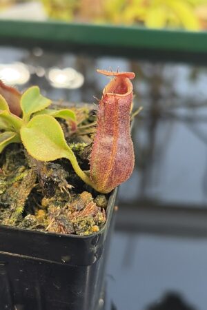 Close Up of Nepenthes (boschiana x veitchii (m) Bario - squat, pink) x (lowii x truncata - giant) | Florae | Florae Collaborative | FC-397 | IN27282